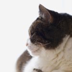 国内精品莞式视频在线 set25k